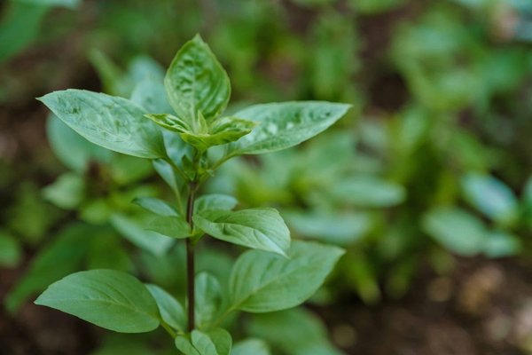 What to look for in a holiday rental in the Cotswolds that supports eco-friendly travel?